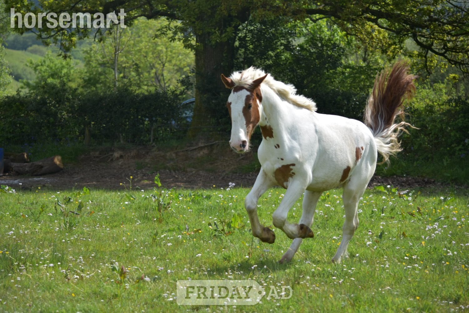 "Harley" Coloured Mare Young Sport Horse - Horses in Bridgend