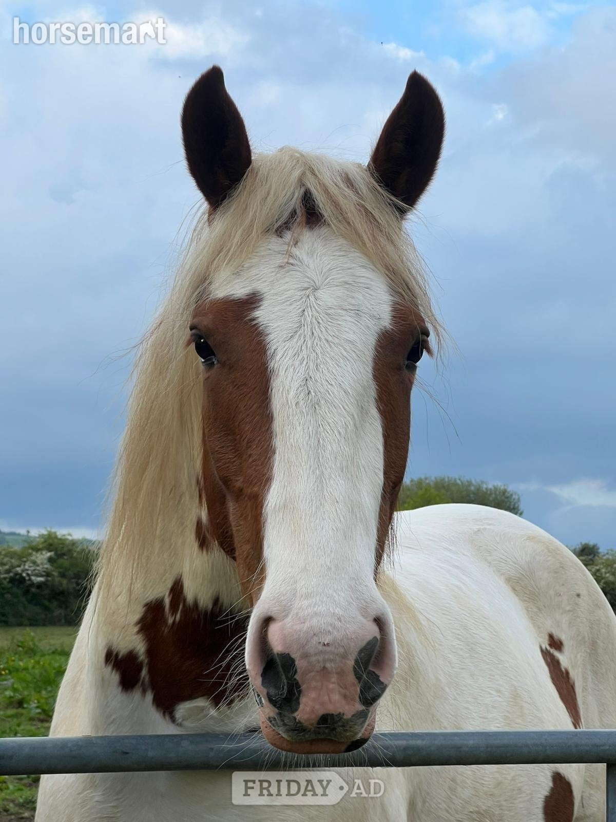 "Harley" Coloured Mare Young Sport Horse - Horses