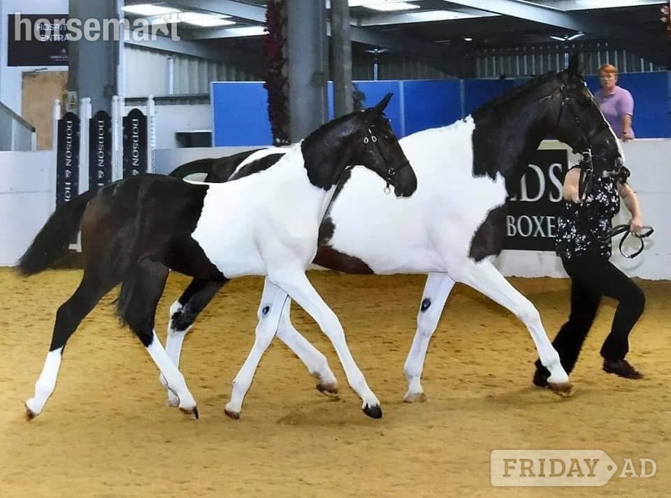 Ystrad Mynach "Princess II" Skewbald Mare Broodmare