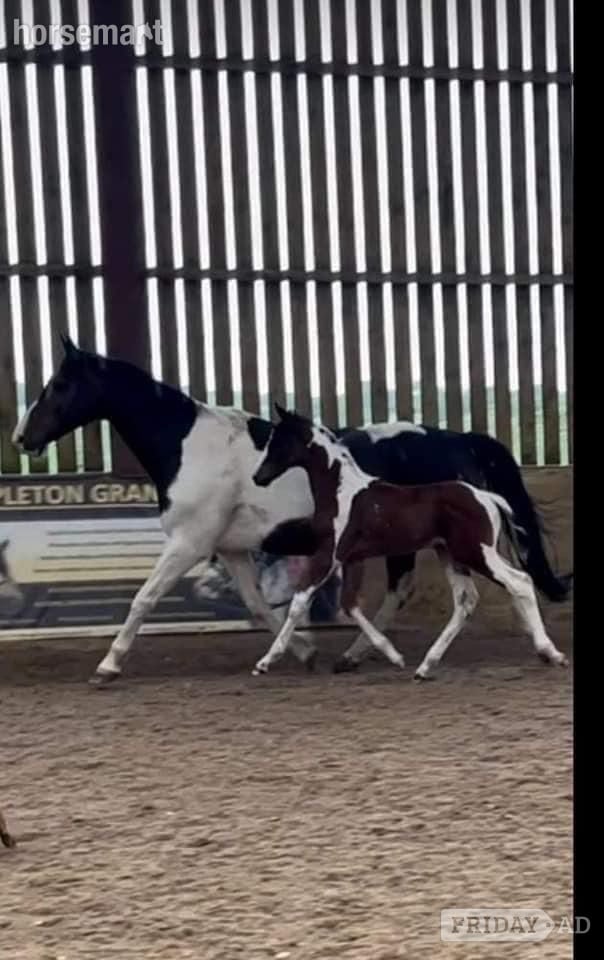 "Princess II" Skewbald Mare Broodmare