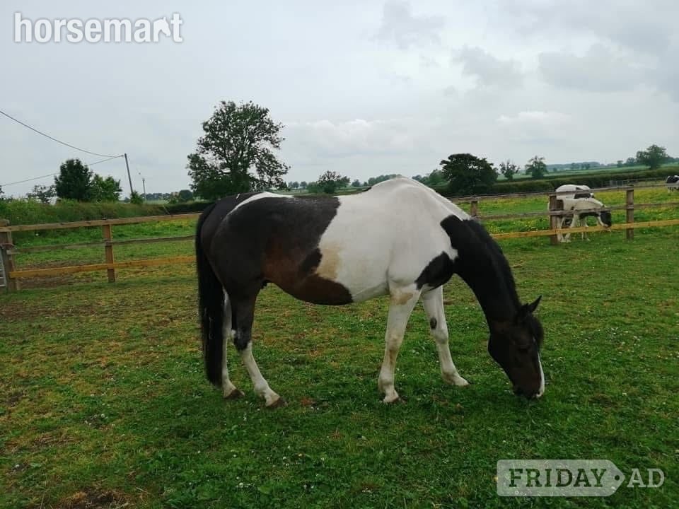 "Princess II" Skewbald Mare Broodmare - Horses