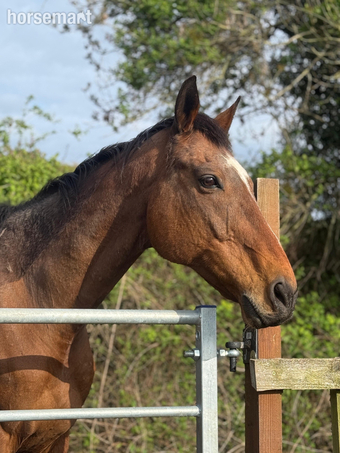 "Richard" Bay Gelding Ex Racehorse