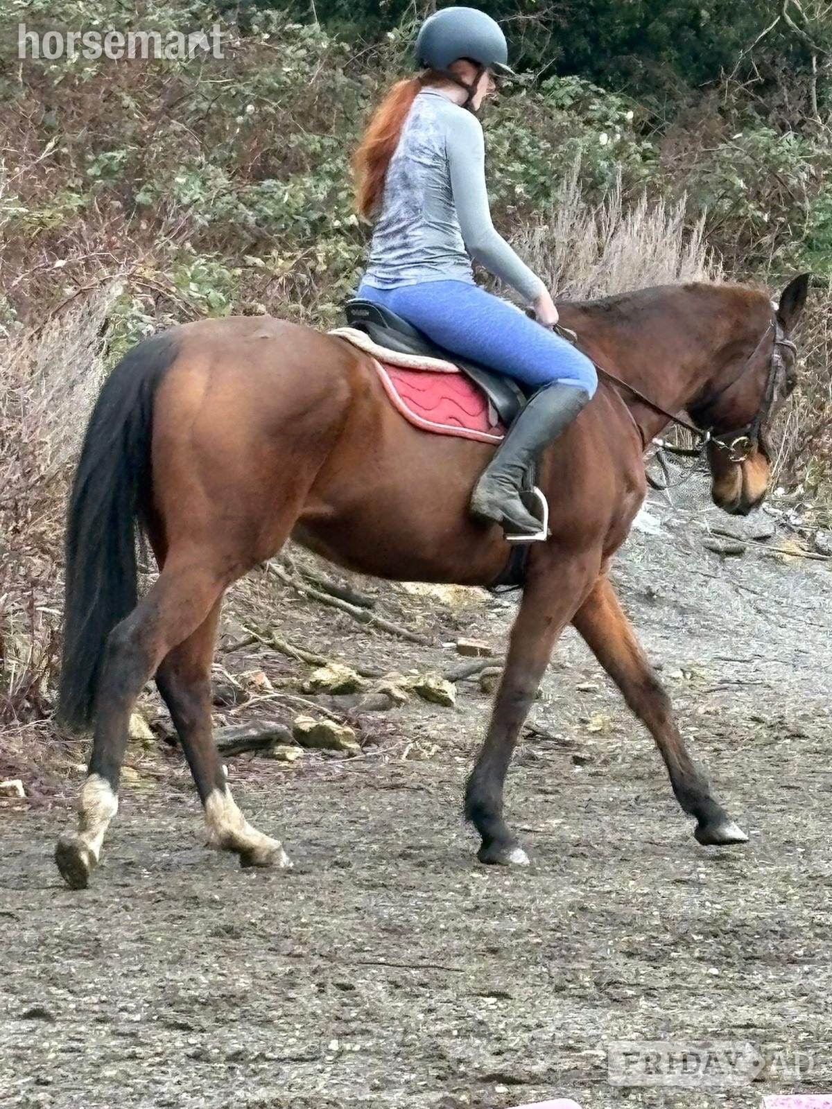 "Richard" Bay Gelding Ex Racehorse