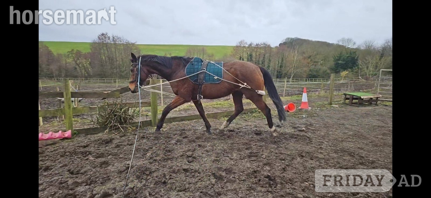 Maltby "Richard" Bay Gelding Ex Racehorse
