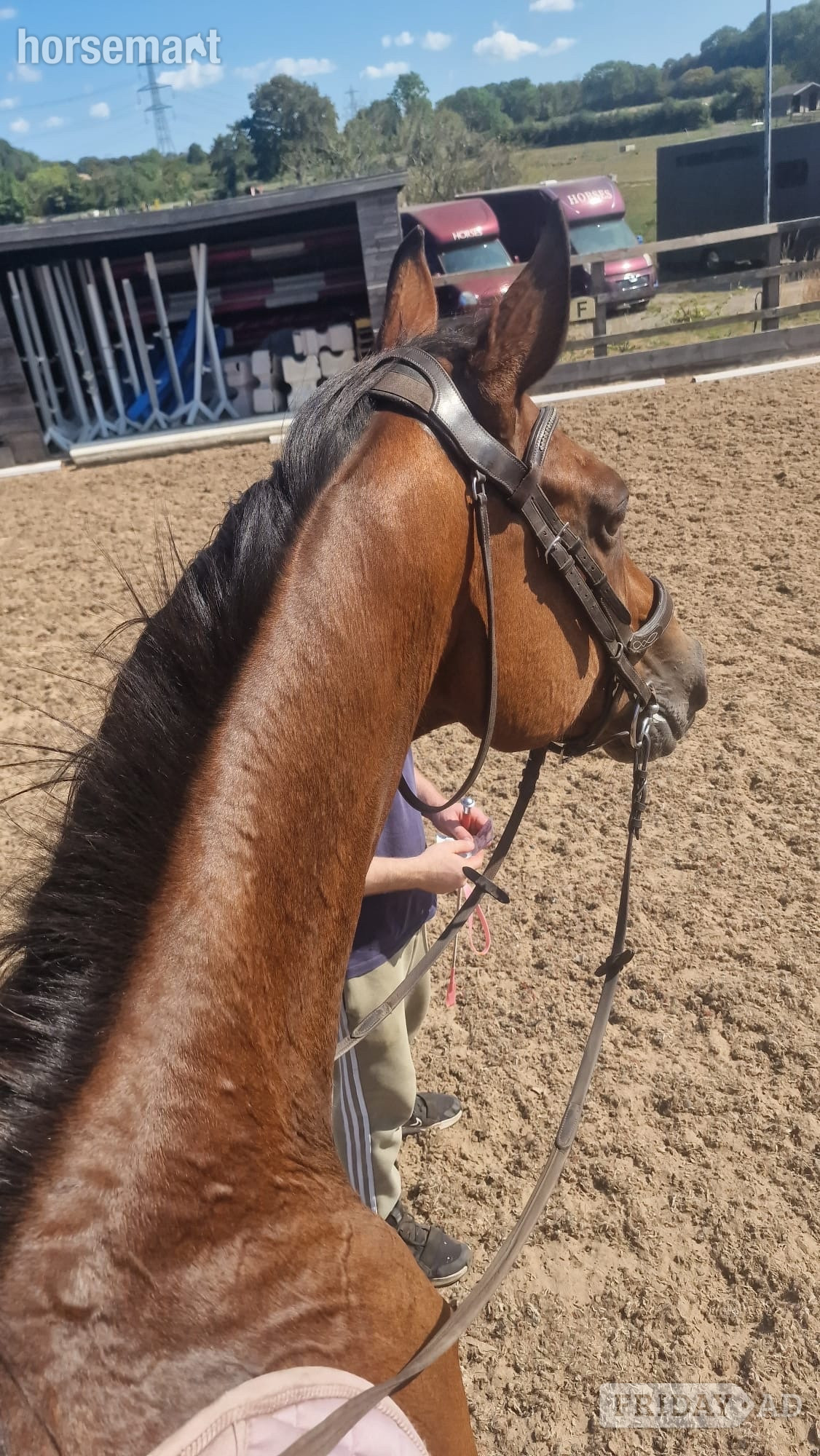 "Richard" Bay Gelding Ex Racehorse - Horses in Maltby