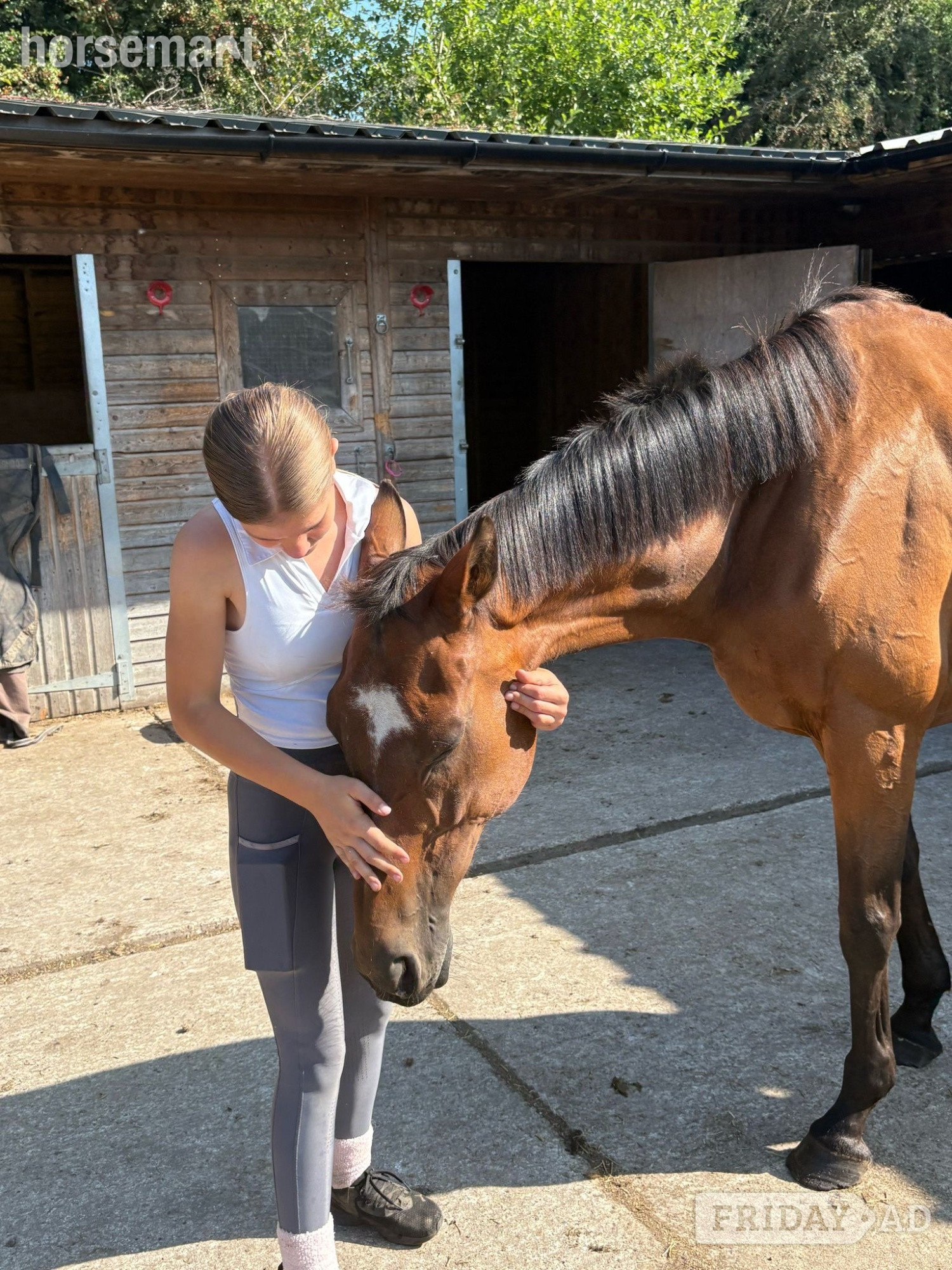 "Richard" Bay Gelding Ex Racehorse - Horses