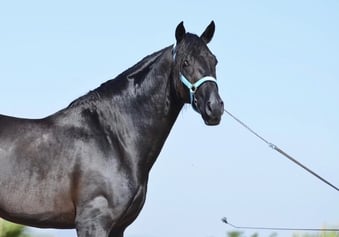 "Sully" Black Gelding All Rounder