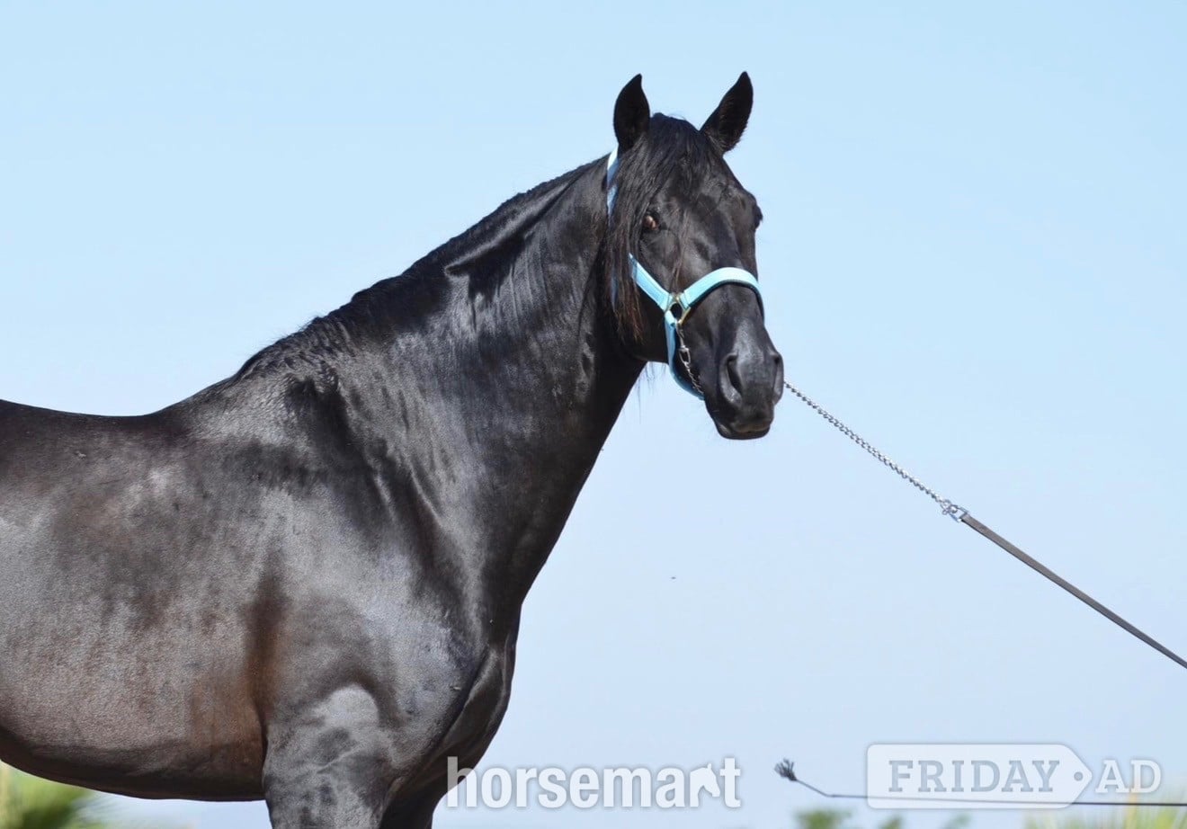 "Sully" Black Gelding All Rounder in Heckmondwike