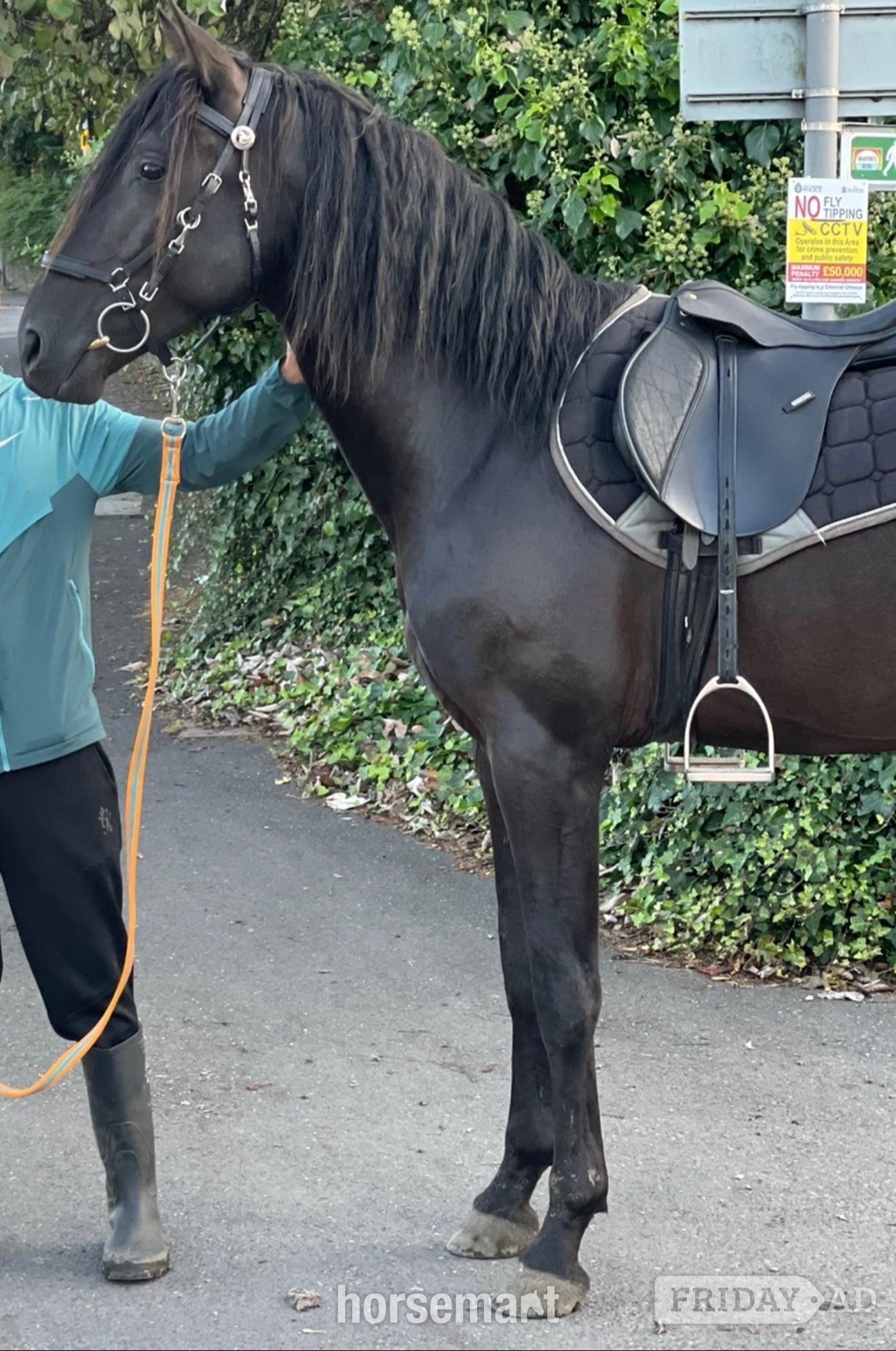 "Sully" Black Gelding All Rounder