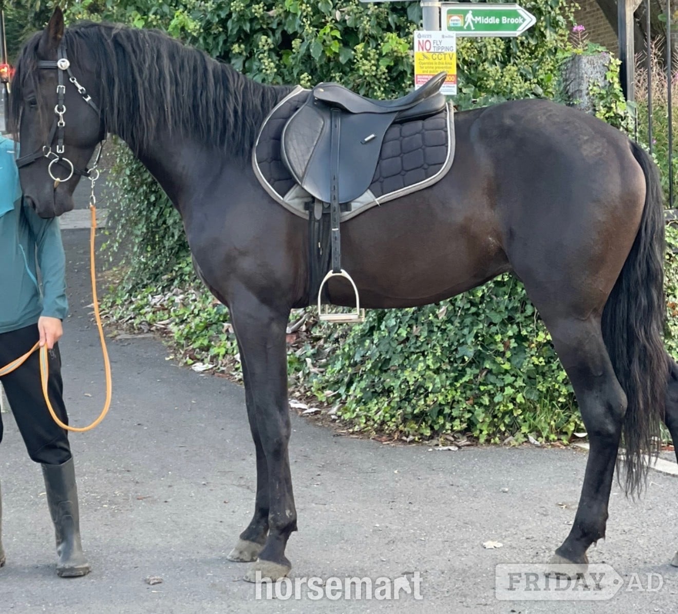 Heckmondwike "Sully" Black Gelding All Rounder