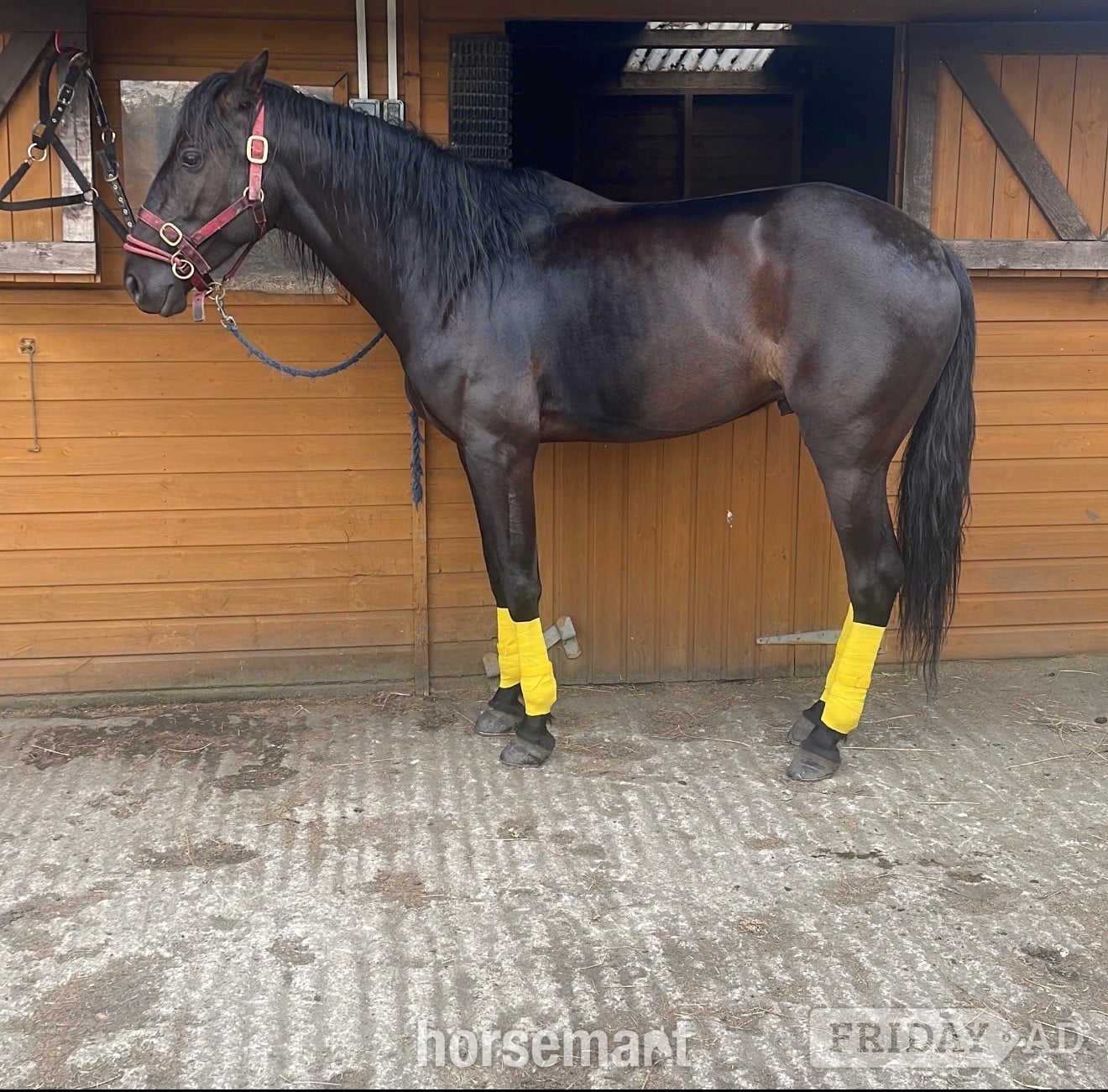 "Sully" Black Gelding All Rounder - Horses in Heckmondwike