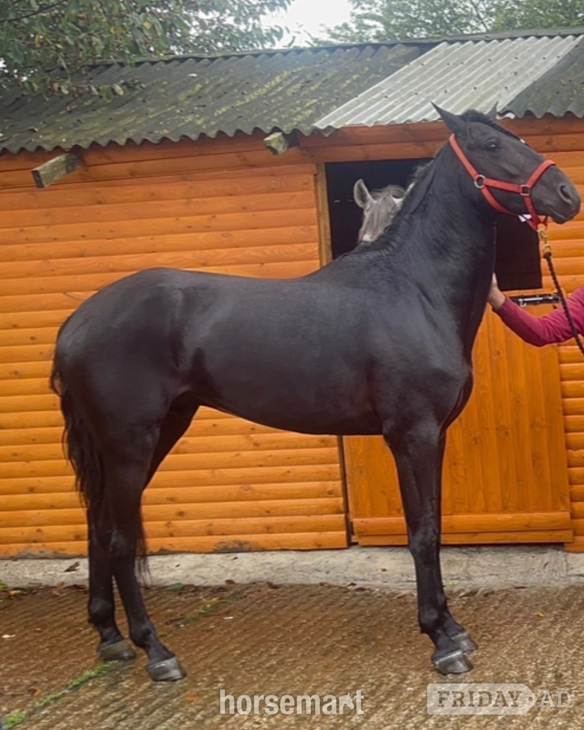 "Sully" Black Gelding All Rounder - Horses