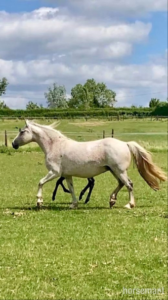 "Wilma (Clonboo Rua)" Grey Mare Broodmare