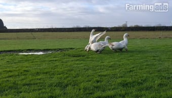 Premium Large-Strain Embden Breeding Ganders