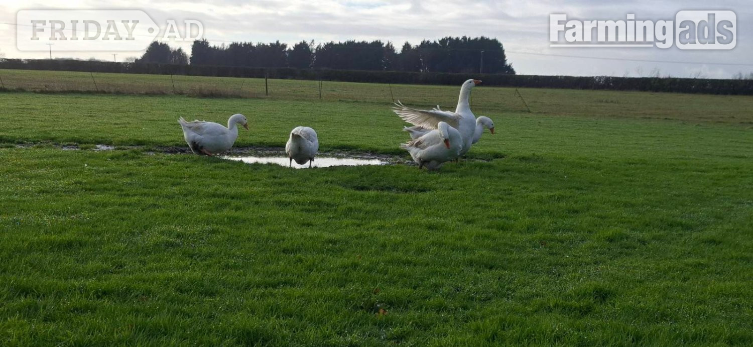 Premium Large-Strain Embden Breeding Ganders - Poultry