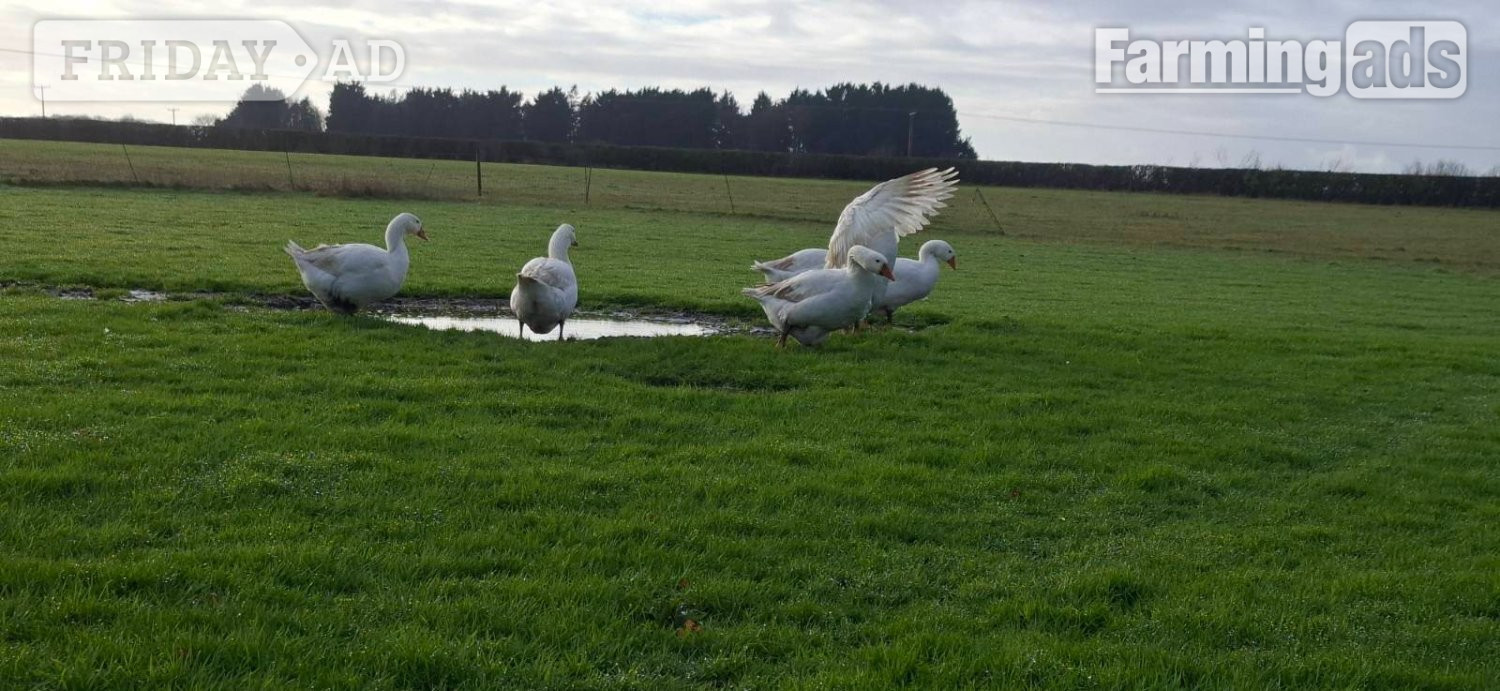 Premium Large-Strain Embden Breeding Ganders - Poultry in Holme Hale