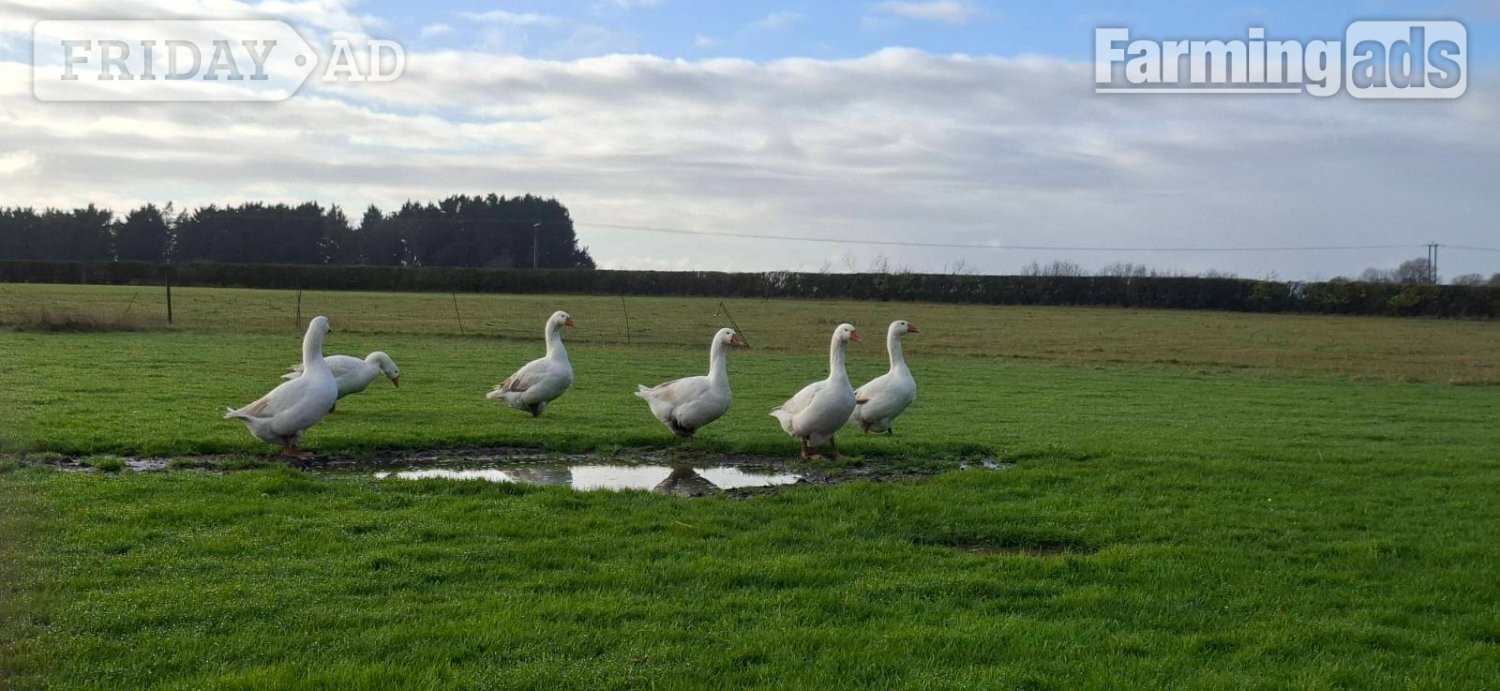 Holme Hale Premium Large-Strain Embden Breeding Ganders