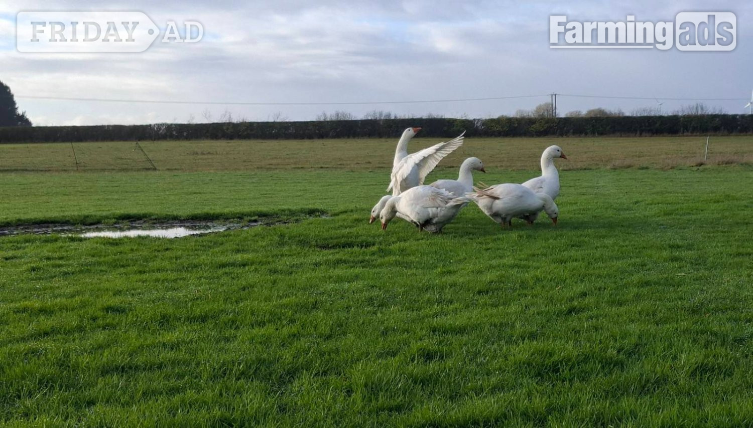 Premium Large-Strain Embden Breeding Ganders in Holme Hale