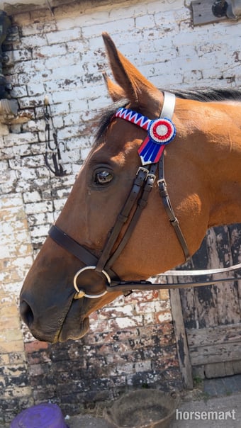 "Bosco " Bay Gelding All Rounder