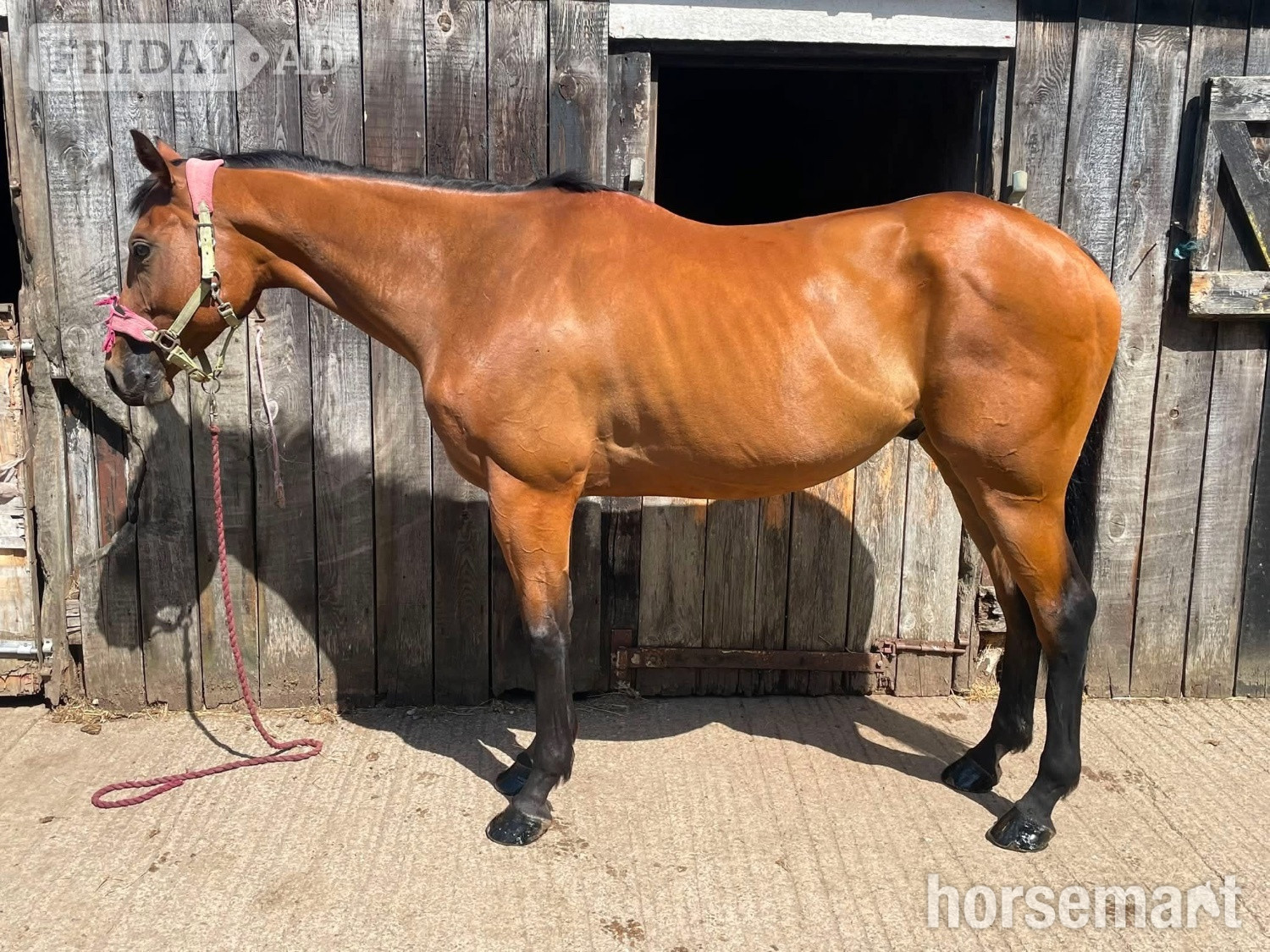 "Bosco " Bay Gelding All Rounder