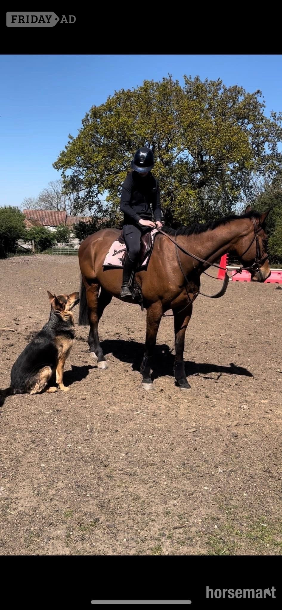 Ulceby "Bosco " Bay Gelding All Rounder