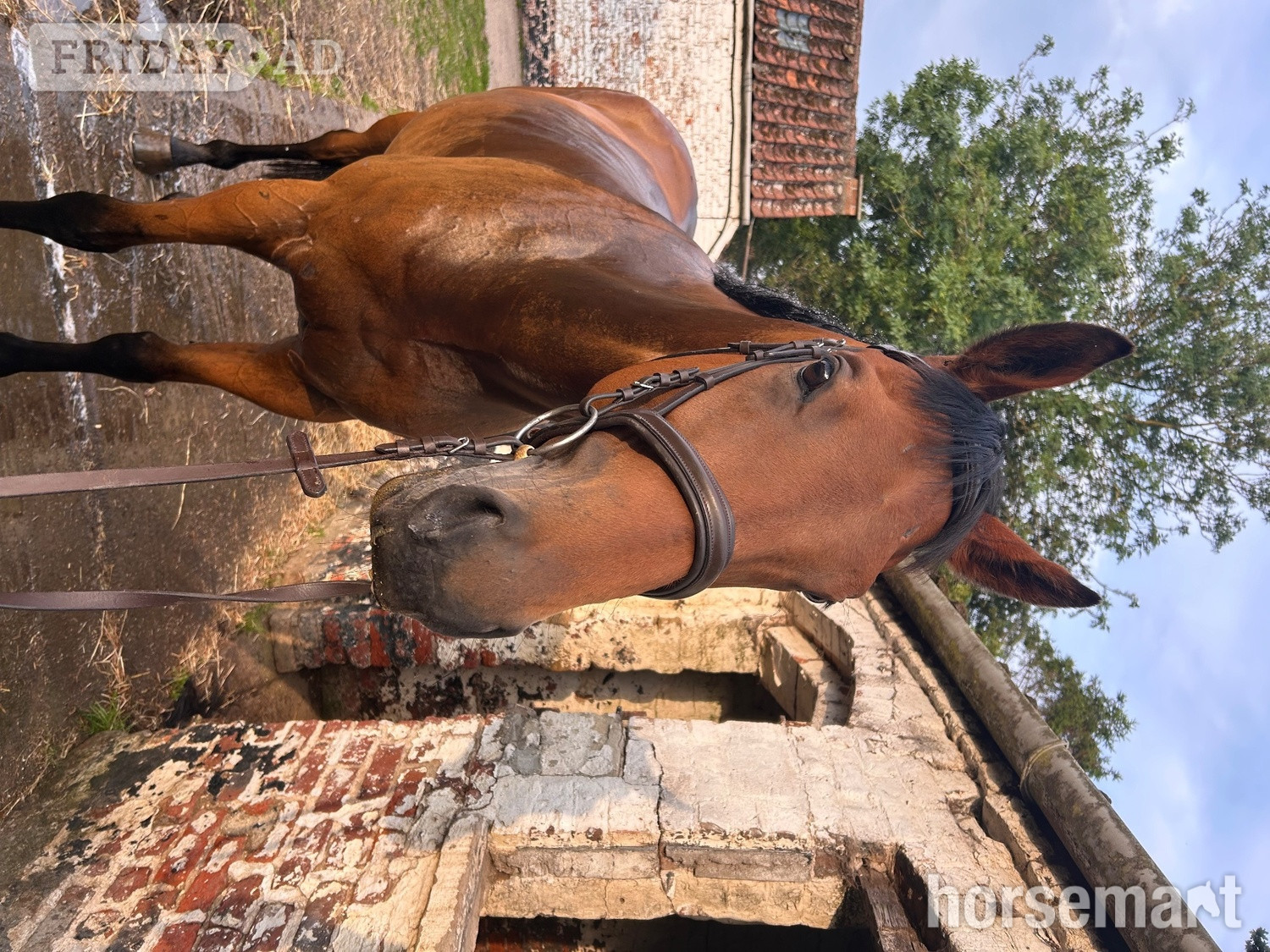 "Bosco " Bay Gelding All Rounder - Horses in Ulceby