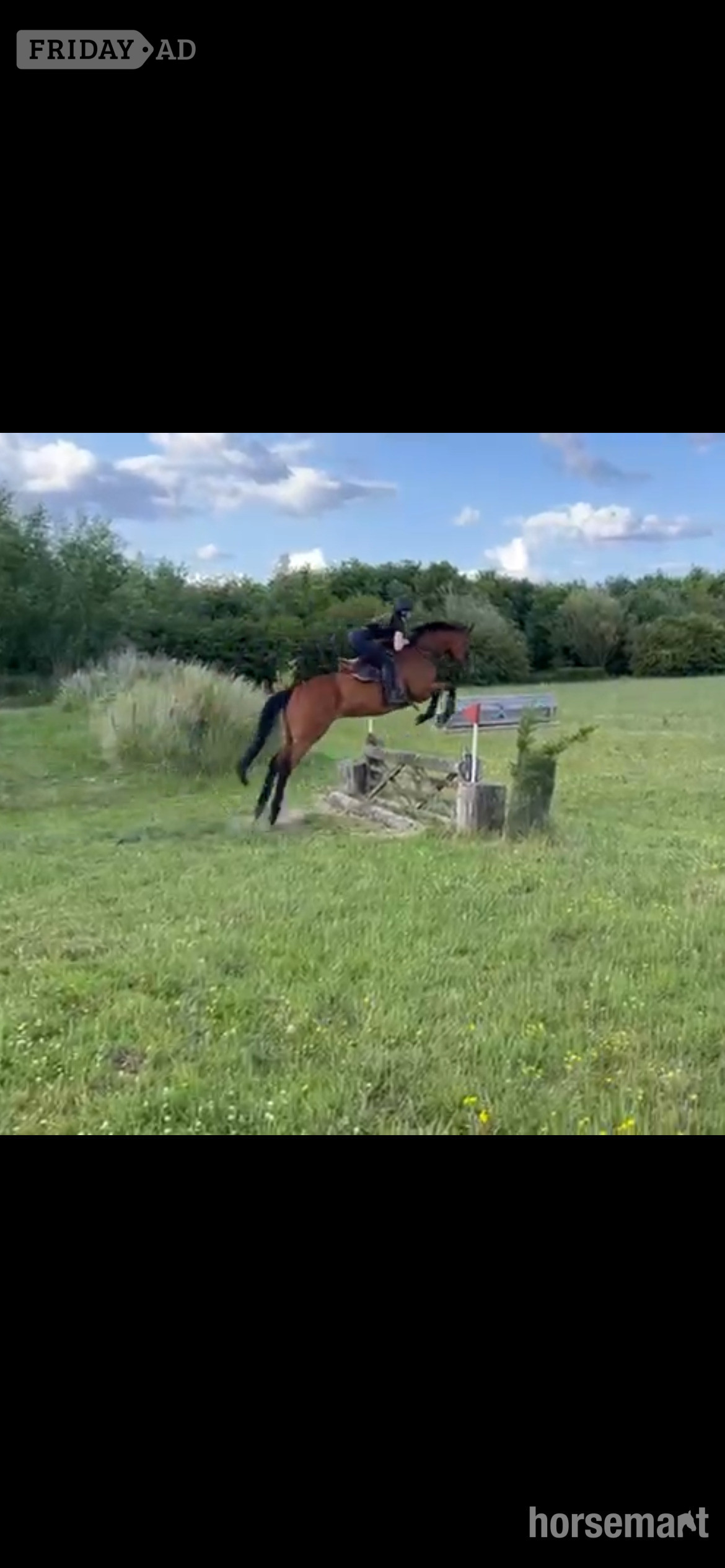 "Bosco " Bay Gelding All Rounder - Horses