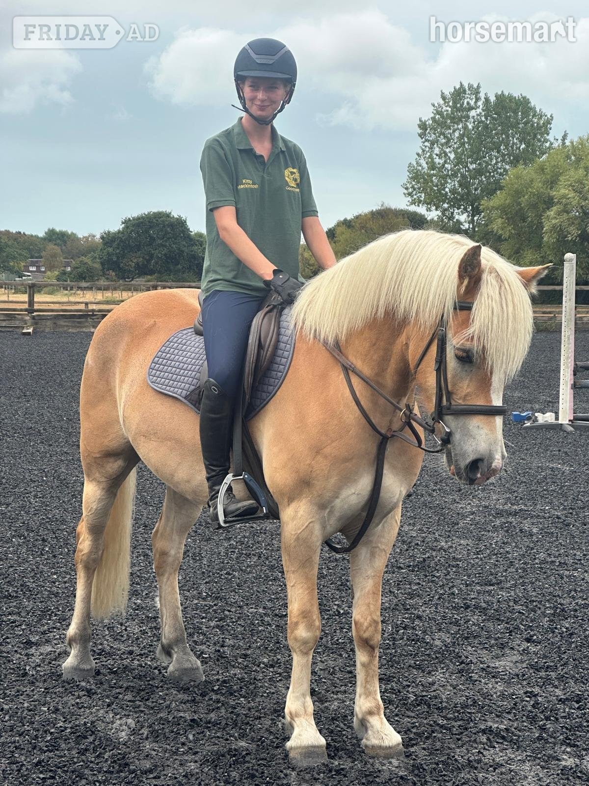 "HARRY EVERY CHILD'S DREAM" Chestnut Gelding All Rounder in Chichester