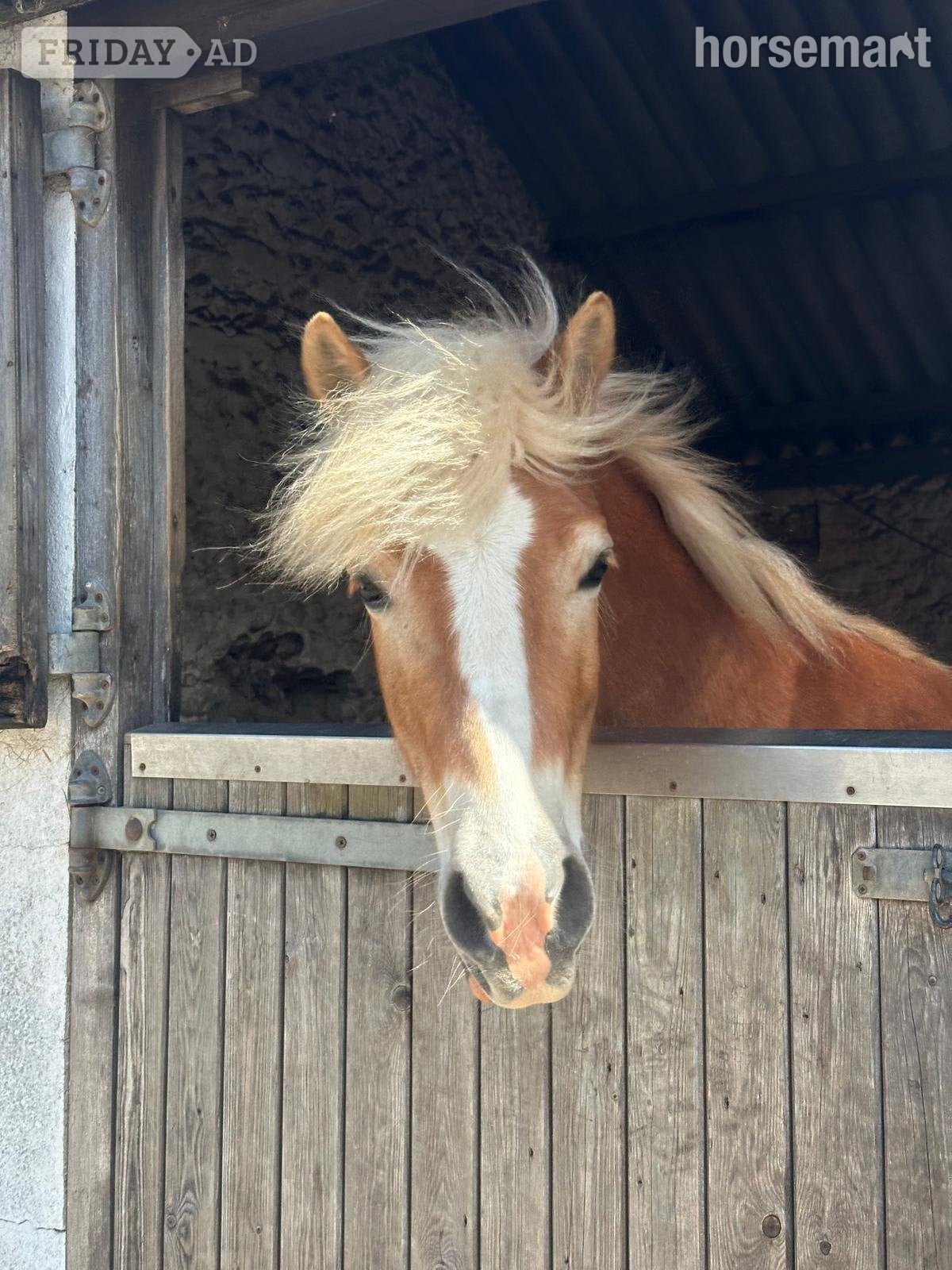"HARRY EVERY CHILD'S DREAM" Chestnut Gelding All Rounder