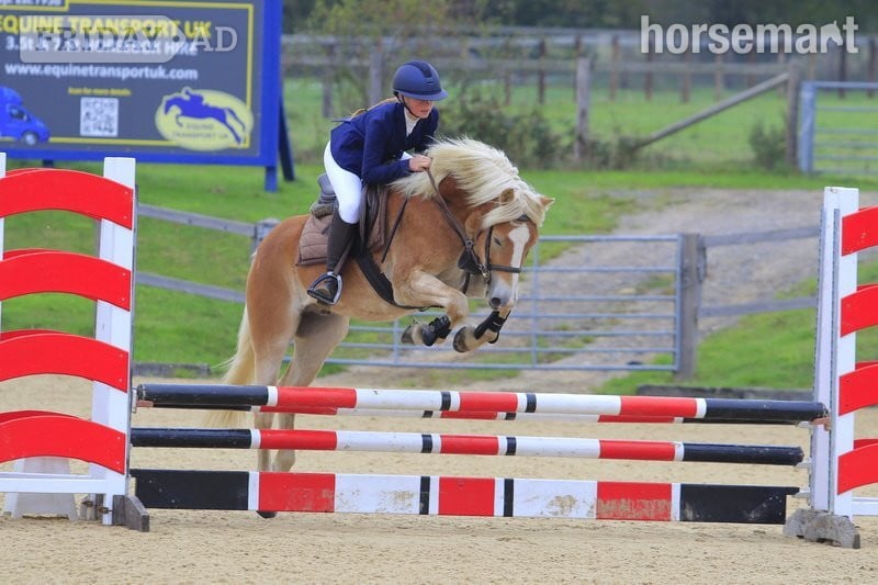 Chichester "HARRY EVERY CHILD'S DREAM" Chestnut Gelding All Rounder