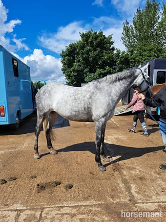 "Jin" Grey Mare Happy Hacker