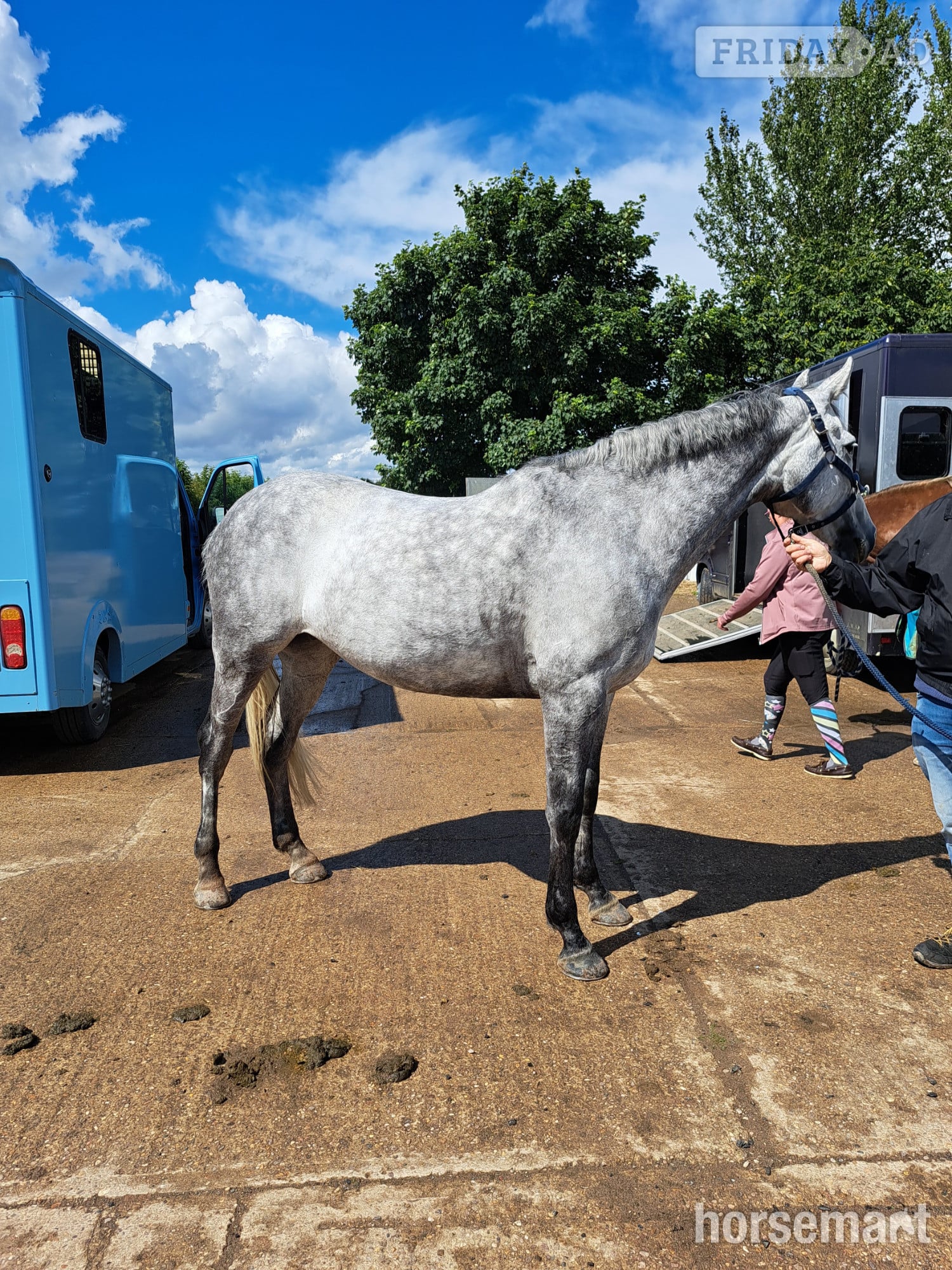 "Jin" Grey Mare Happy Hacker in Walcot
