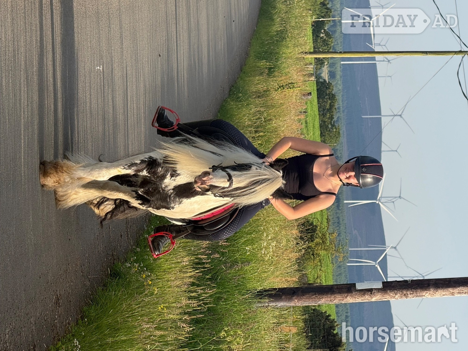 "Jack" Piebald Gelding Cob/Heavy Horse in Lesmahagow