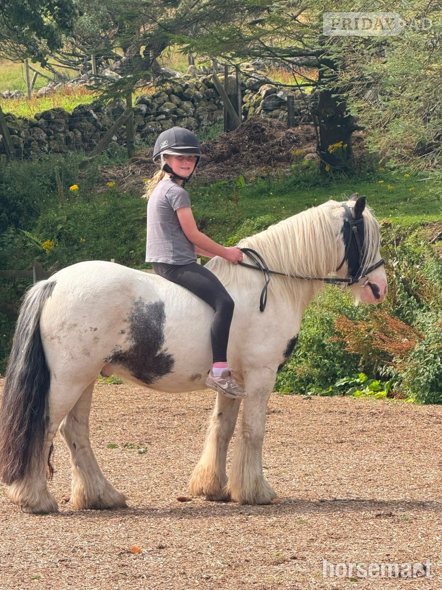 Lesmahagow "Jack" Piebald Gelding Cob/Heavy Horse