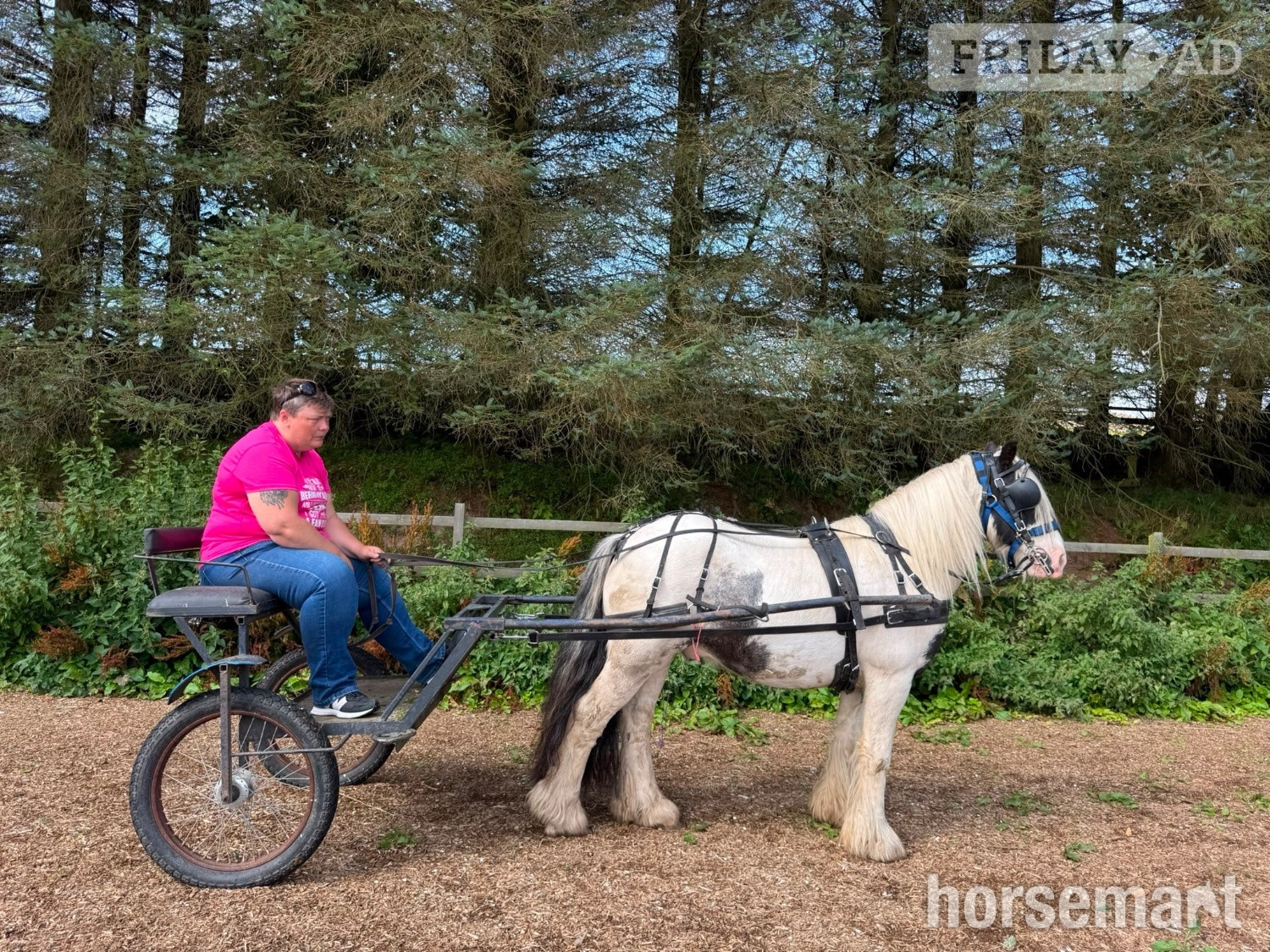 "Jack" Piebald Gelding Cob/Heavy Horse - Horses in Lesmahagow