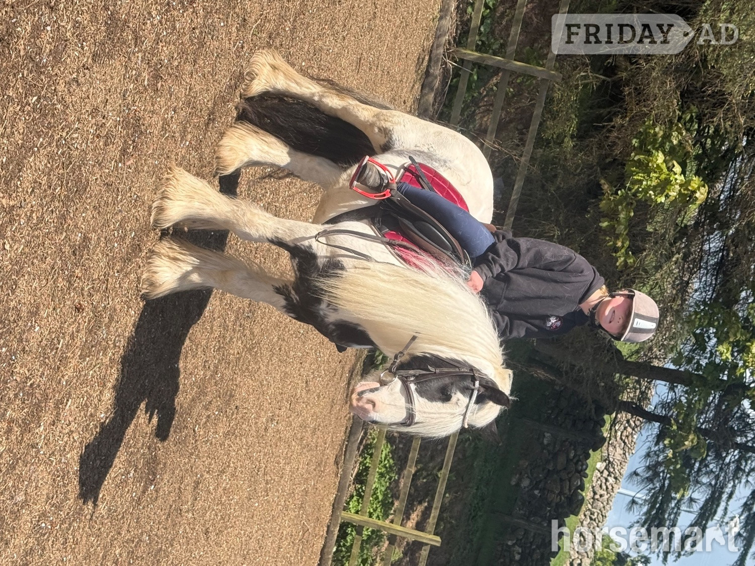 "Jack" Piebald Gelding Cob/Heavy Horse - Horses