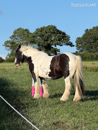 "Paisley" Piebald Mare Companion Horse