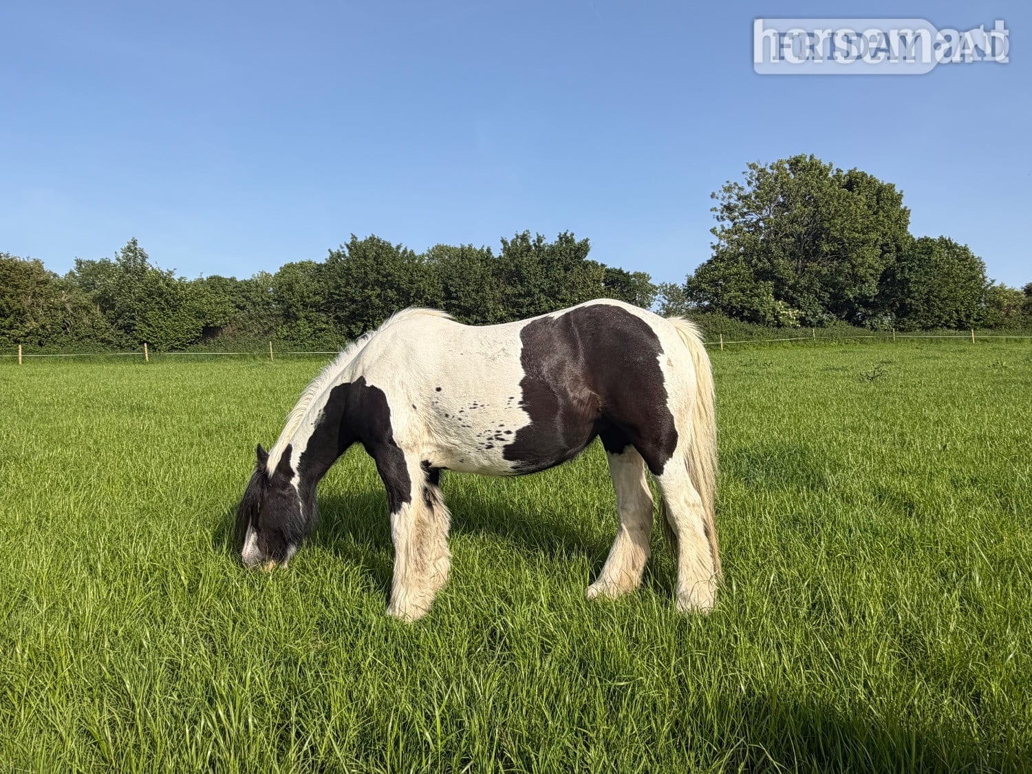 "Paisley" Piebald Mare Companion Horse
