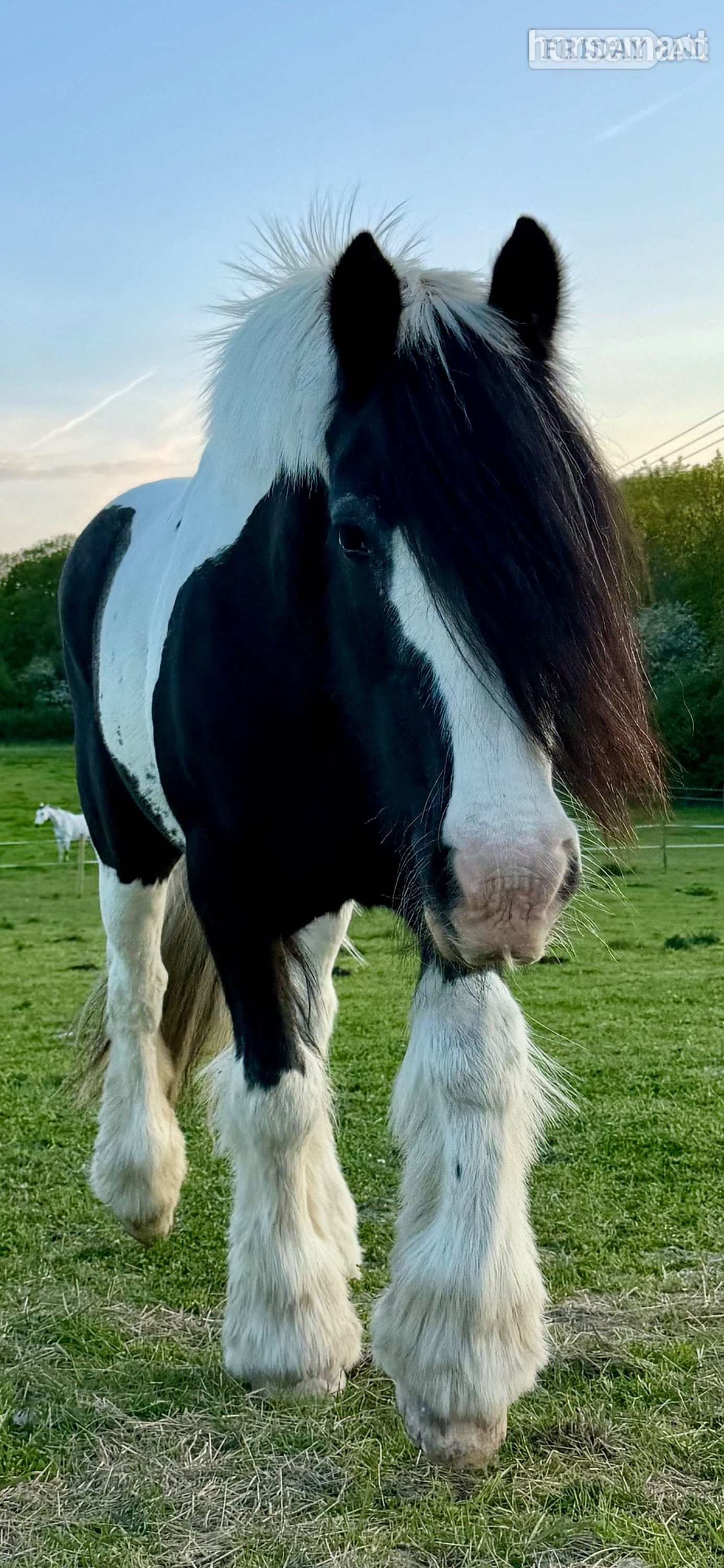 Alton "Paisley" Piebald Mare Companion Horse