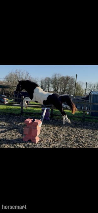 "Saphira sun" Skewbald Filly Youngstock / Foal
