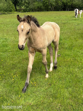 "Oscar" Buckskin Colt Youngstock / Foal