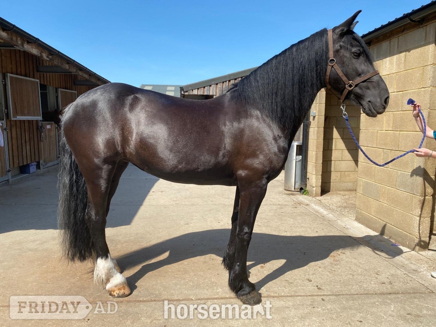 "Abbey" Black Mare Schoolmaster in Enfield
