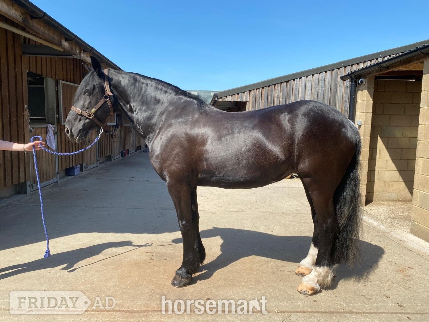 "Abbey" Black Mare Schoolmaster