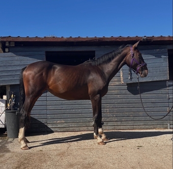 "GIF EDI" Bay Mare All Rounder