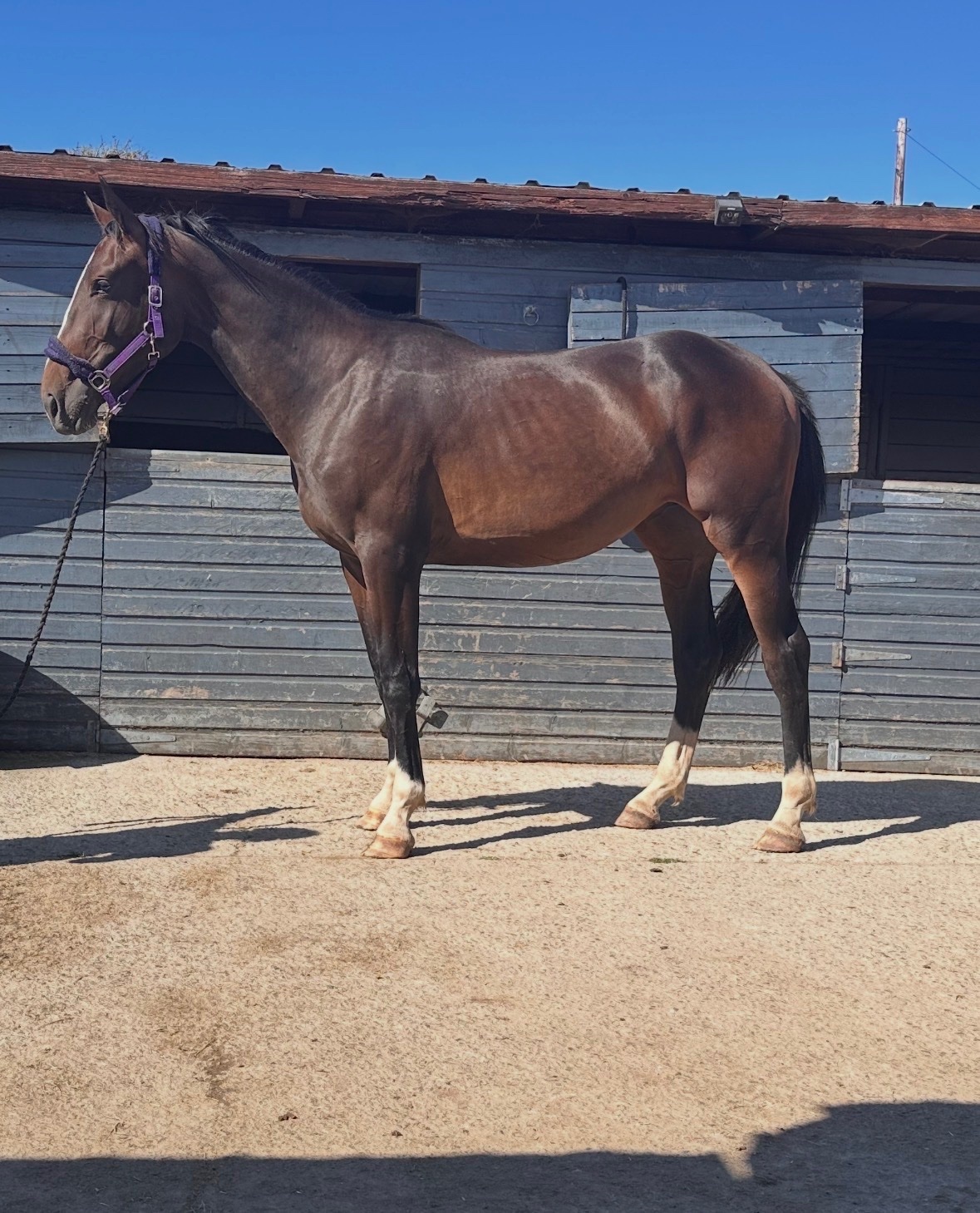 Trearddur Bay "GIF EDI" Bay Mare All Rounder