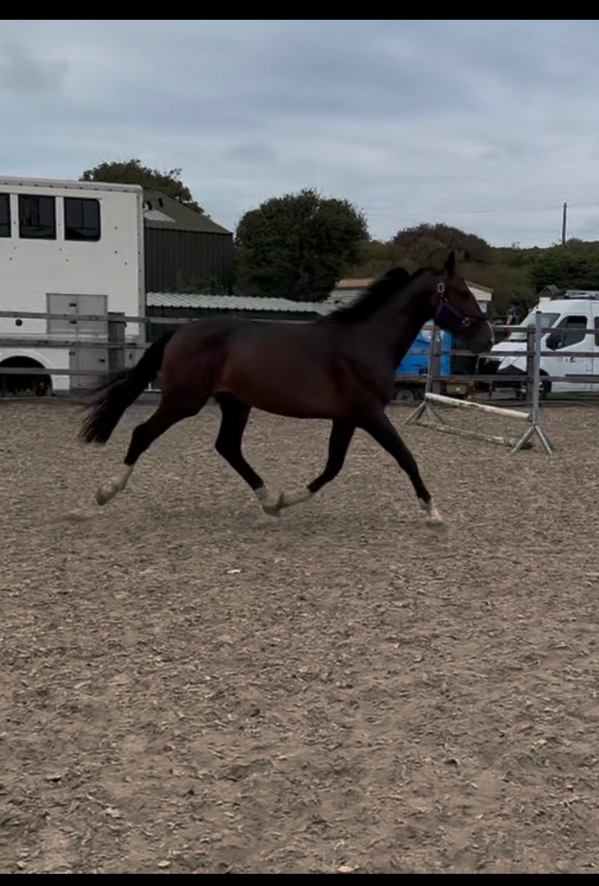 "GIF EDI" Bay Mare All Rounder - Horses in Trearddur Bay