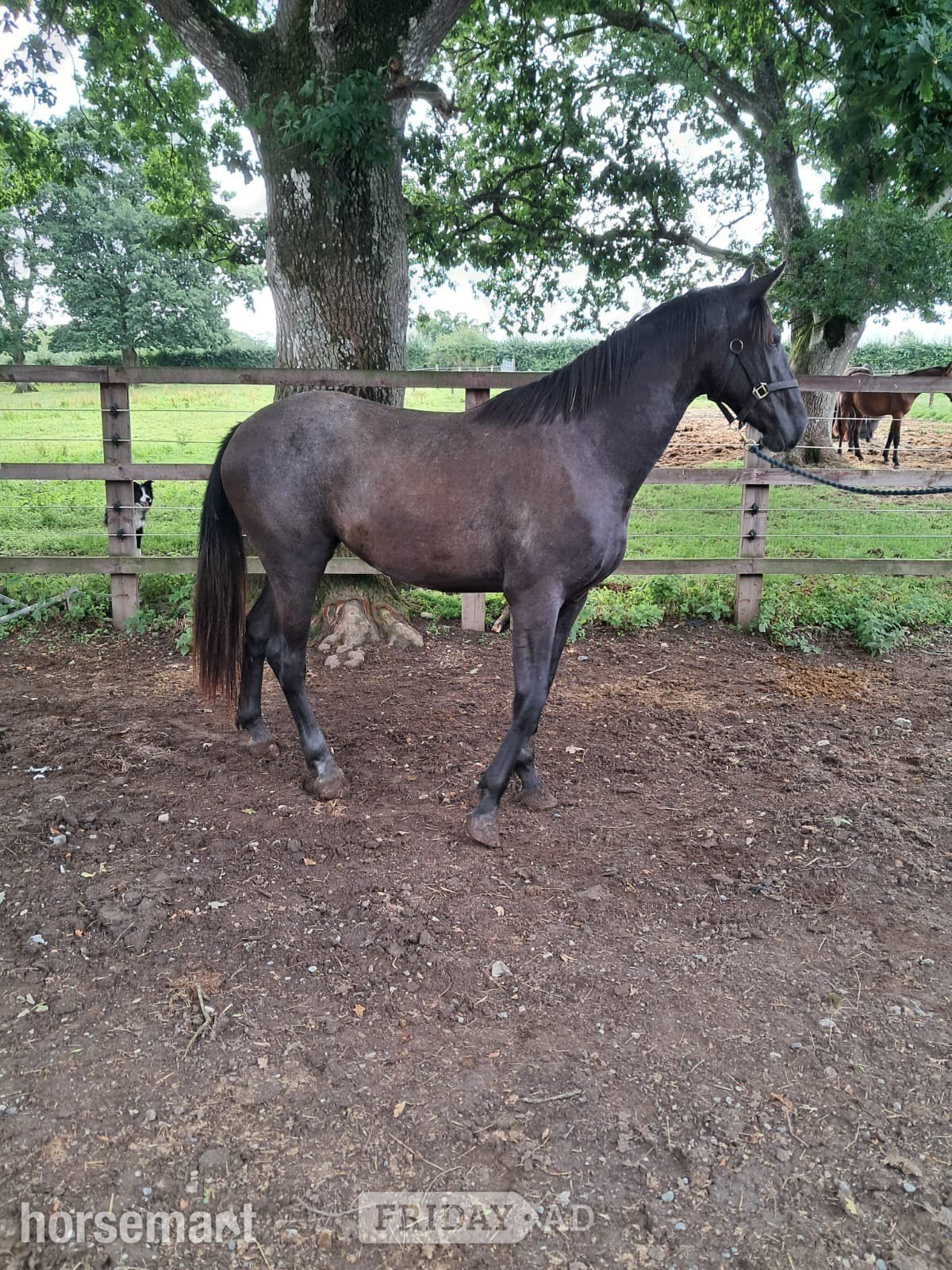 "Moystown CC" Grey Filly Youngstock / Foal