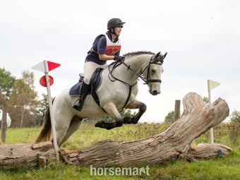 PART LOAN – 15.2hh Connemara Gelding – Iver