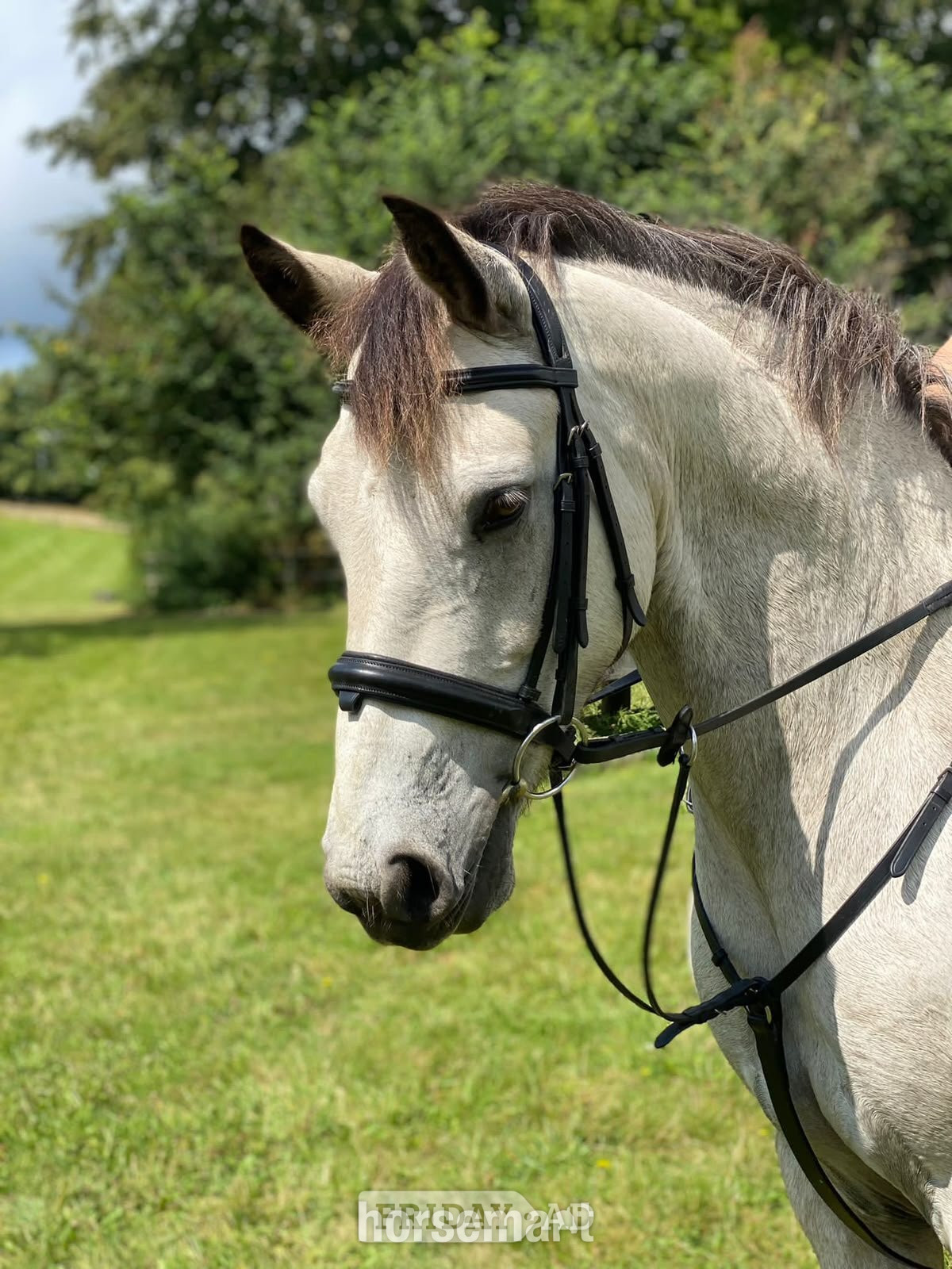 PART LOAN – 15.2hh Connemara Gelding – Iver