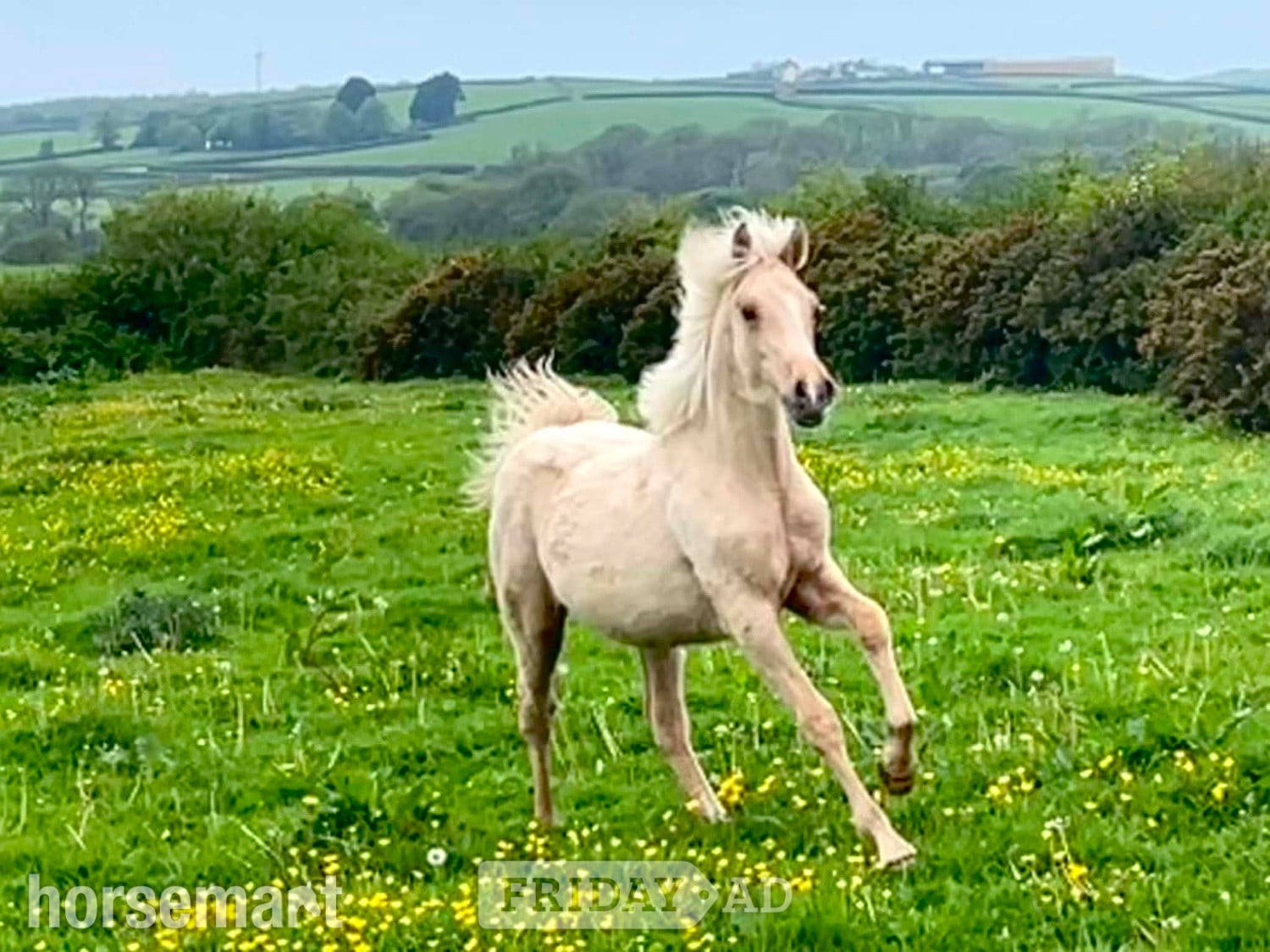 "Bartonhill Space Oddity" Palomino Colt Youngstock / Foal in Bude